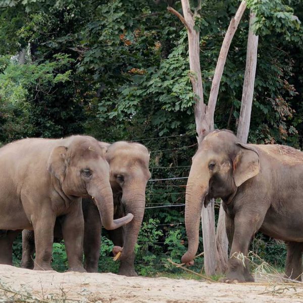 Die 5 beliebtesten Tiere im Zoo Berlin