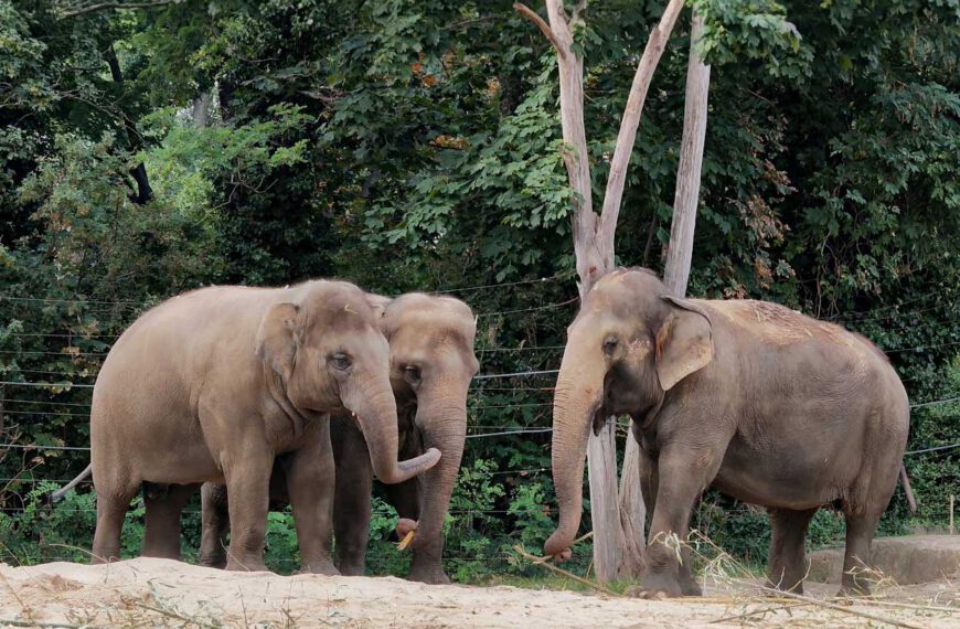 Die 5 beliebtesten Tiere im Zoo Berlin